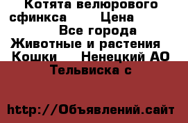 Котята велюрового сфинкса. .. › Цена ­ 15 000 - Все города Животные и растения » Кошки   . Ненецкий АО,Тельвиска с.